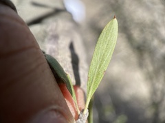 Peraphyllum ramosissimum