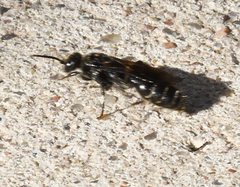 Tiphiinae