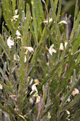 Carmichaelia williamsii