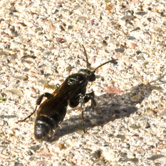 Tiphiinae