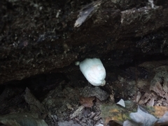 Entoloma abortivum