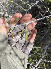 Peraphyllum ramosissimum