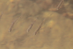Notropis hudsonius