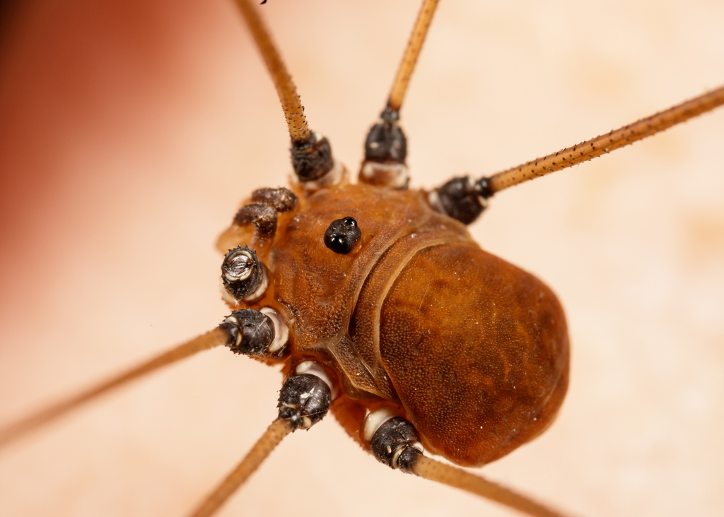 Leiobunum formosum