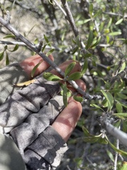 Peraphyllum ramosissimum