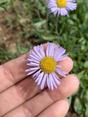Erigeron canus