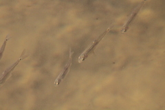 Notropis hudsonius
