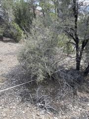 Peraphyllum ramosissimum