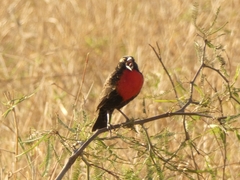 Leistes superciliaris