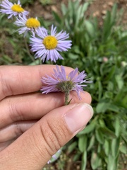 Erigeron canus