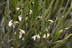 Carmichaelia williamsii