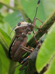 Pachylis nervosus