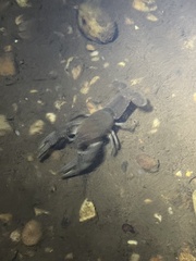 Cambarus rusticiformis