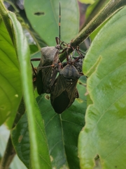 Pachylis nervosus