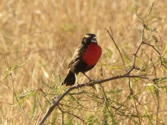 Leistes superciliaris