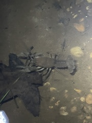 Cambarus rusticiformis