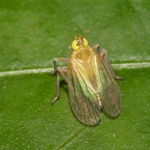 Chasmacephala