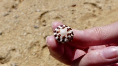 Conus ebraeus