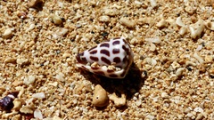 Conus ebraeus