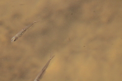 Notropis hudsonius