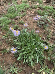 Erigeron canus