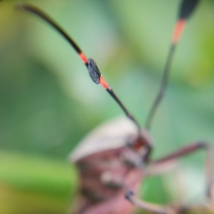 Pachylis nervosus