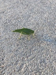 Microcentrum rhombifolium