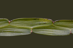 Carmichaelia williamsii