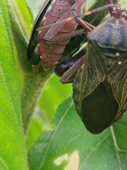 Pachylis nervosus