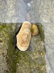 Scutus antipodes