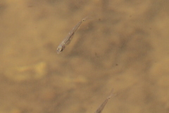 Notropis hudsonius