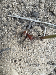 Pogonomyrmex occidentalis