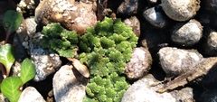 Azolla