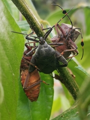 Pachylis nervosus