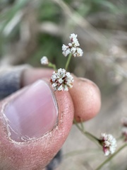 Eriogonum cernuum