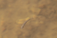 Notropis hudsonius