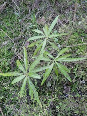 Melicytus lanceolatus