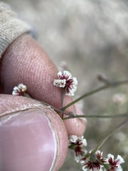Eriogonum cernuum