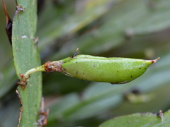 Carmichaelia williamsii