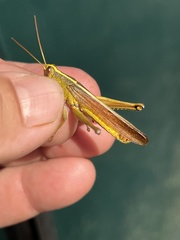 Schistocerca alutacea