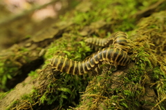 Apheloriini