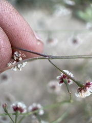 Eriogonum cernuum