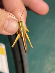 Schistocerca alutacea