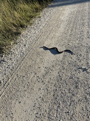 Sistrurus miliarius barbouri