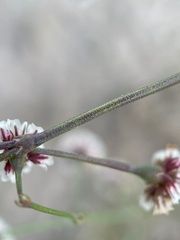 Eriogonum cernuum