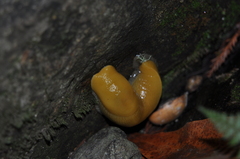 Ariolimax dolichophallus