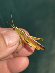 Schistocerca alutacea