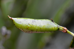 Carmichaelia williamsii