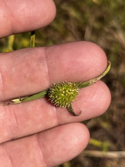 Cyperus brevifolius