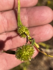Cyperus brevifolius